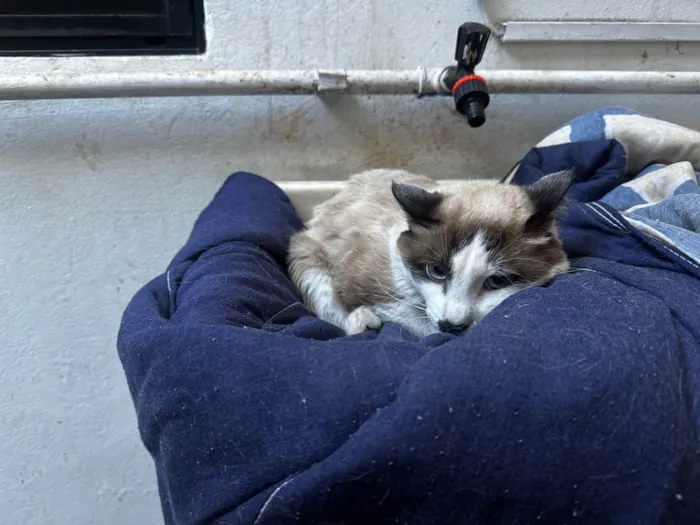 Gato ra a SRD-ViraLata idade 7 a 11 meses nome sem nome