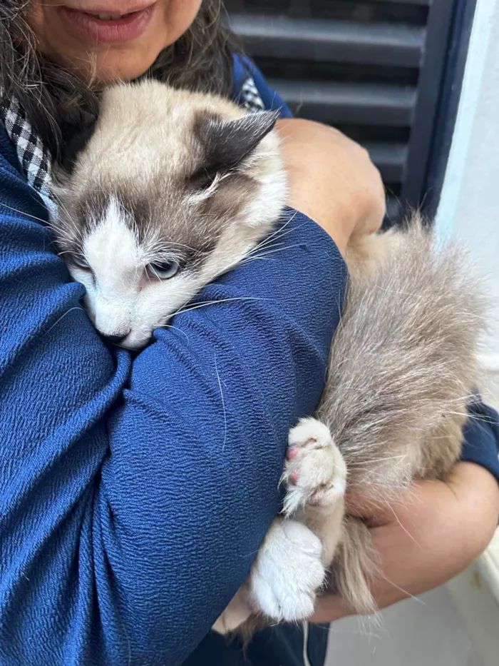 Gato ra a SRD-ViraLata idade 7 a 11 meses nome sem nome