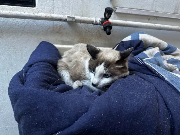 Gato ra a SRD-ViraLata idade 7 a 11 meses nome sem nome