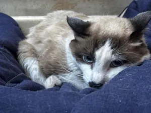 Gato raça SRD-ViraLata idade 7 a 11 meses nome sem nome