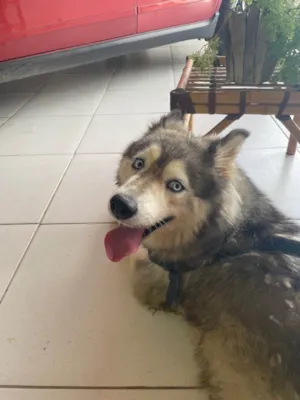Cachorro raça Husky Siberiano idade 3 anos nome Ruby