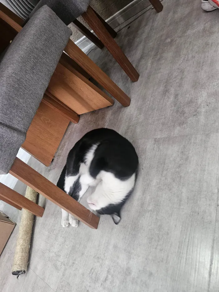 Gato ra a SRD-ViraLata idade 7 a 11 meses nome Frajola