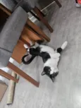 Frajola