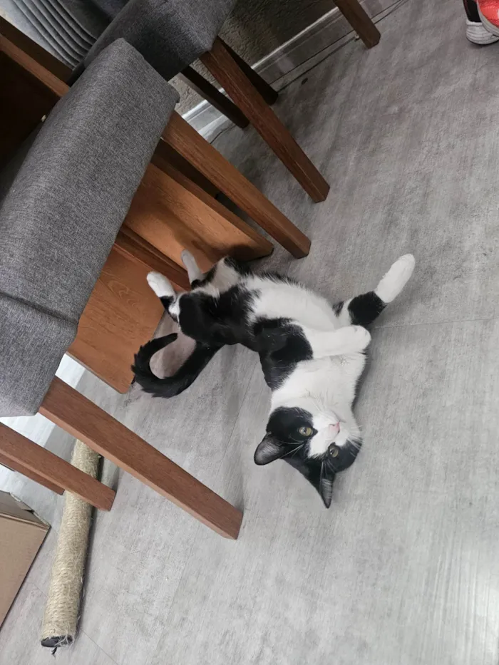 Gato ra a SRD-ViraLata idade 7 a 11 meses nome Frajola
