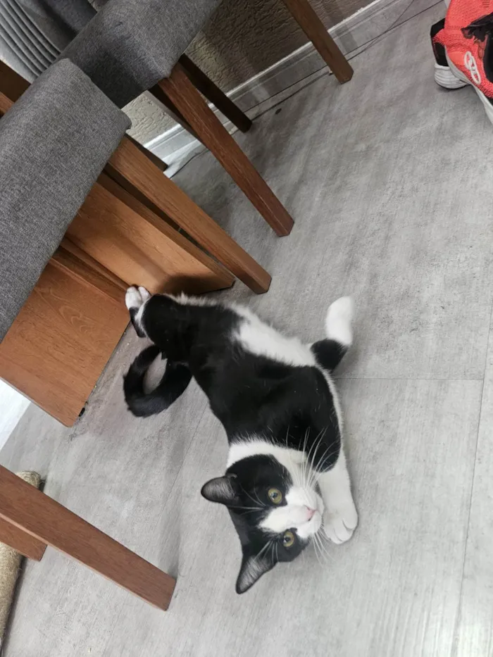 Gato ra a SRD-ViraLata idade 7 a 11 meses nome Frajola