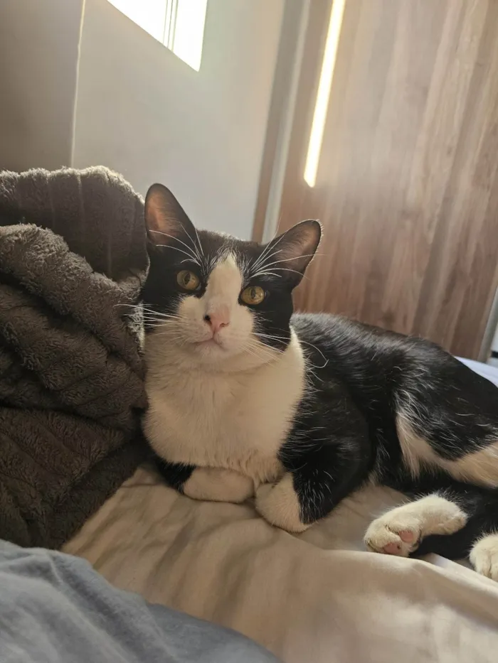 Gato ra a SRD-ViraLata idade 7 a 11 meses nome Frajola