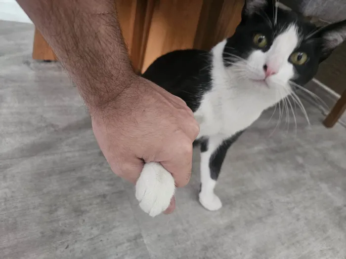 Gato ra a SRD-ViraLata idade 7 a 11 meses nome Frajola
