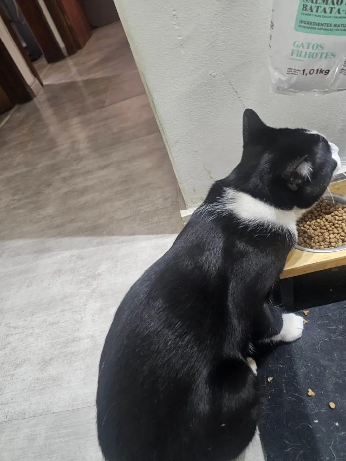 Gato ra a SRD-ViraLata idade 7 a 11 meses nome Frajola