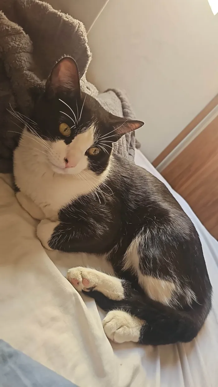 Gato ra a SRD-ViraLata idade 7 a 11 meses nome Frajola
