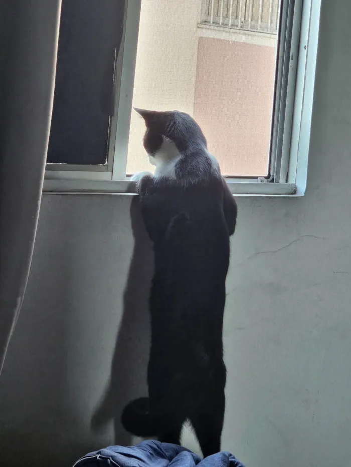 Gato ra a SRD-ViraLata idade 7 a 11 meses nome Frajola