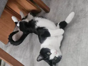 Gato raça SRD-ViraLata idade 7 a 11 meses nome Frajola