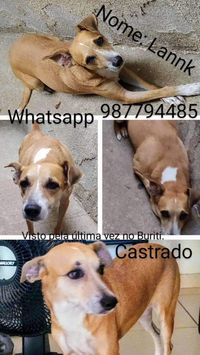 Cachorro ra a SRD-ViraLata idade 4 anos nome LANNK 