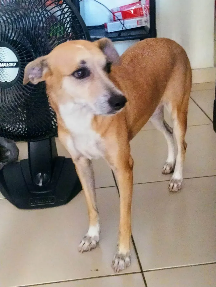 Cachorro ra a SRD-ViraLata idade 4 anos nome LANNK 