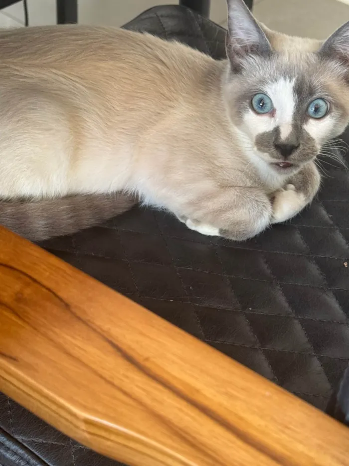 Gato ra a SRD-ViraLata idade 2 a 6 meses nome Desconhecido 