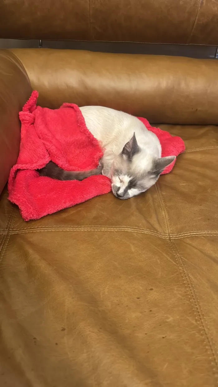 Gato ra a SRD-ViraLata idade 2 a 6 meses nome Desconhecido 