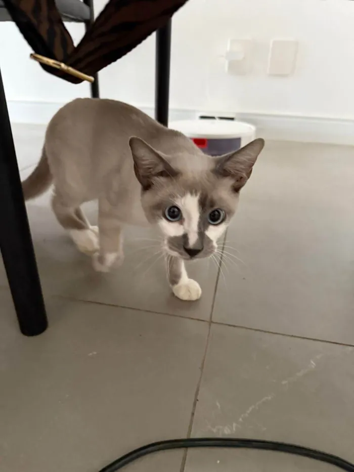 Gato ra a SRD-ViraLata idade 2 a 6 meses nome Desconhecido 