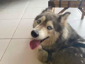 Cachorro raça Husky Siberiano idade 3 anos nome Ruby