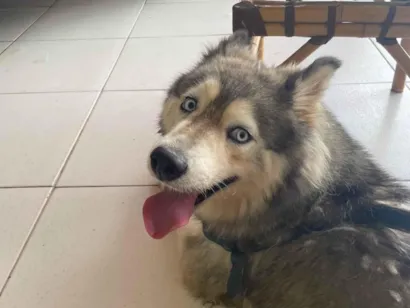 Cachorro raça Husky Siberiano idade 3 anos nome Ruby