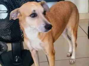 Cachorro raça SRD-ViraLata idade 4 anos nome LANNK 