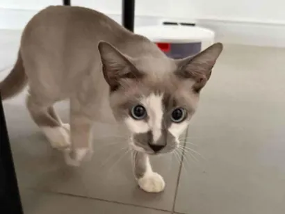 Gato raça SRD-ViraLata idade 2 a 6 meses nome Desconhecido 