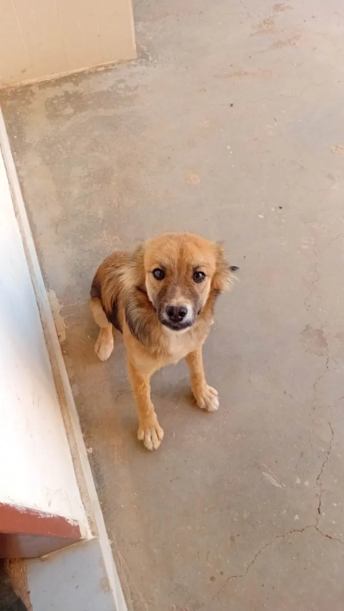 Cachorro ra a SRD-ViraLata idade 7 a 11 meses nome Bella haddid