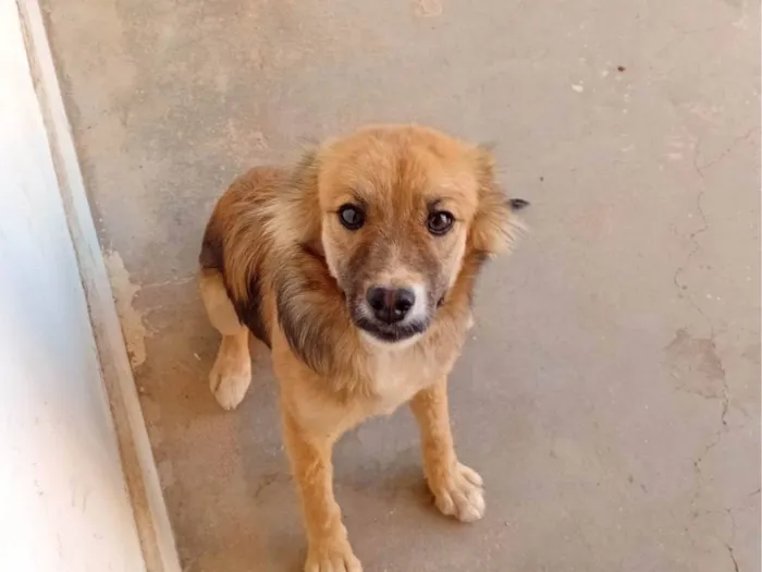Cachorro ra a SRD-ViraLata idade 7 a 11 meses nome Bella haddid