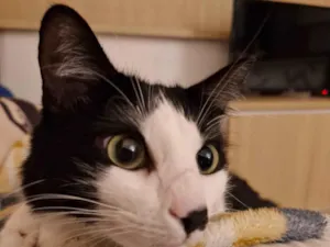 Gato raça SRD-ViraLata idade 1 ano nome Estrela