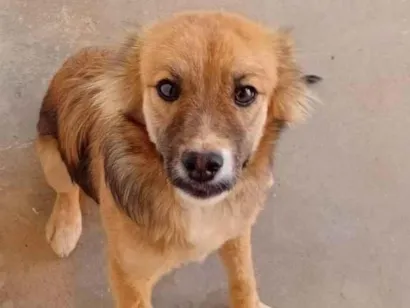 Cachorro raça SRD-ViraLata idade 7 a 11 meses nome Bella haddid