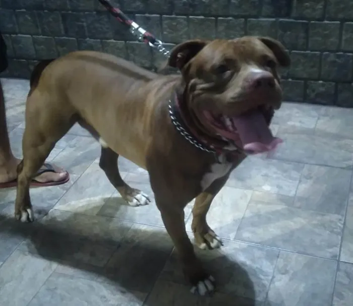 Cachorro ra a Pit-Bull idade 3 anos nome Rick