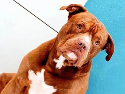 Cachorro raça Pit-Bull idade 3 anos nome Rick