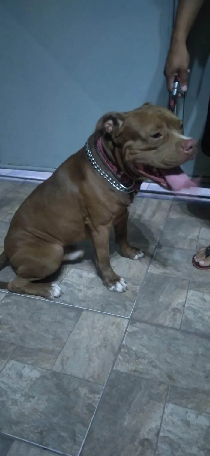 Cachorro ra a Pit-Bull idade 3 anos nome Rick