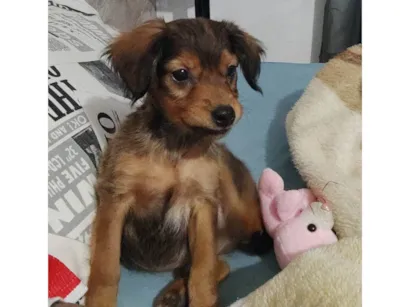 Cachorro raça SRD-ViraLata idade Abaixo de 2 meses nome Não tem nome 