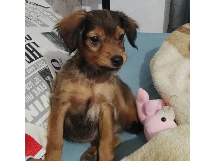 Cachorro ra a SRD-ViraLata idade Abaixo de 2 meses nome Não tem nome 
