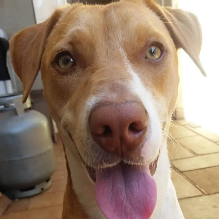 Cachorro ra a SRD-ViraLata idade 6 ou mais anos nome Liza