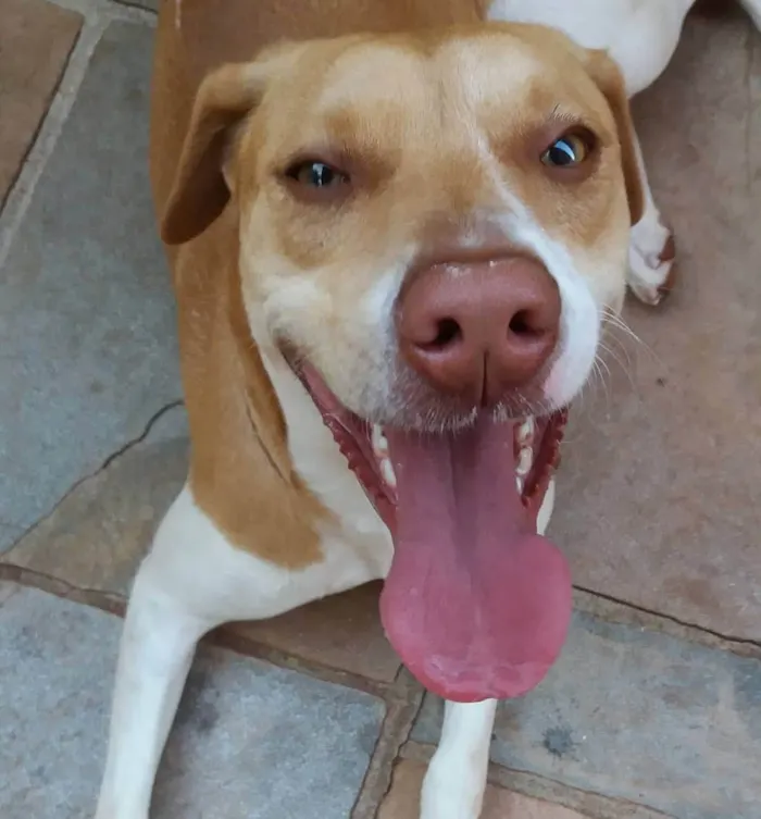 Cachorro ra a SRD-ViraLata idade 6 ou mais anos nome Liza