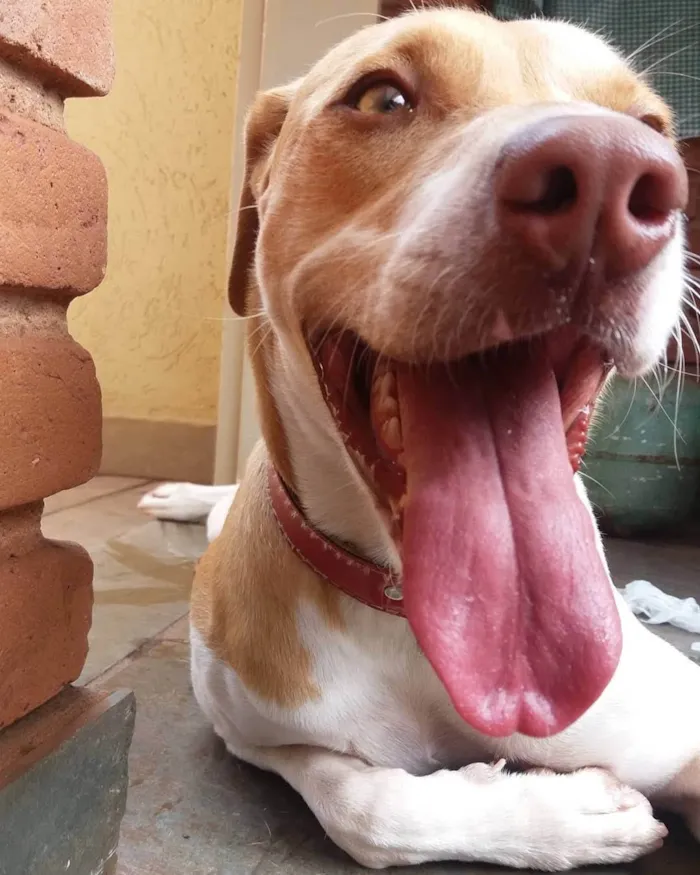 Cachorro ra a SRD-ViraLata idade 6 ou mais anos nome Liza