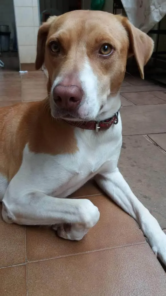 Cachorro ra a SRD-ViraLata idade 6 ou mais anos nome Liza