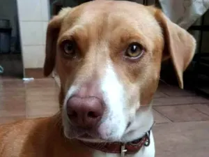 Cachorro raça SRD-ViraLata idade 6 ou mais anos nome Liza