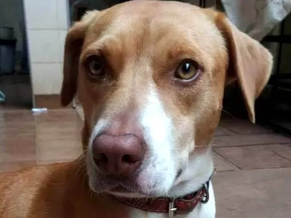Cachorro ra a SRD-ViraLata idade 6 ou mais anos nome Liza