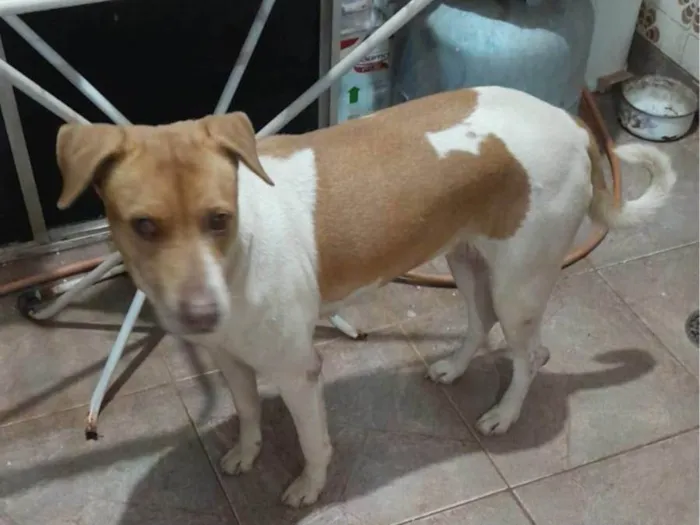 Cachorro ra a SRD-ViraLata idade 6 ou mais anos nome Liza