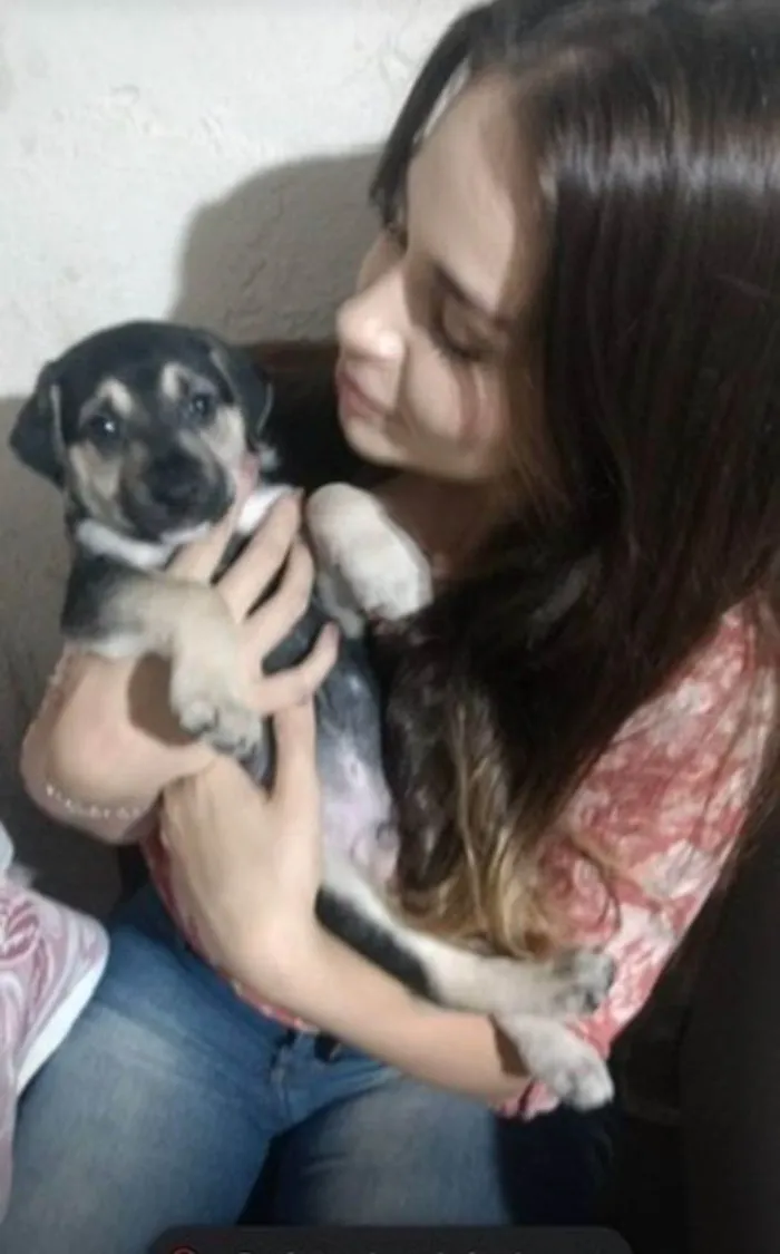 Cachorro ra a SRD-ViraLata idade 6 ou mais anos nome Supino