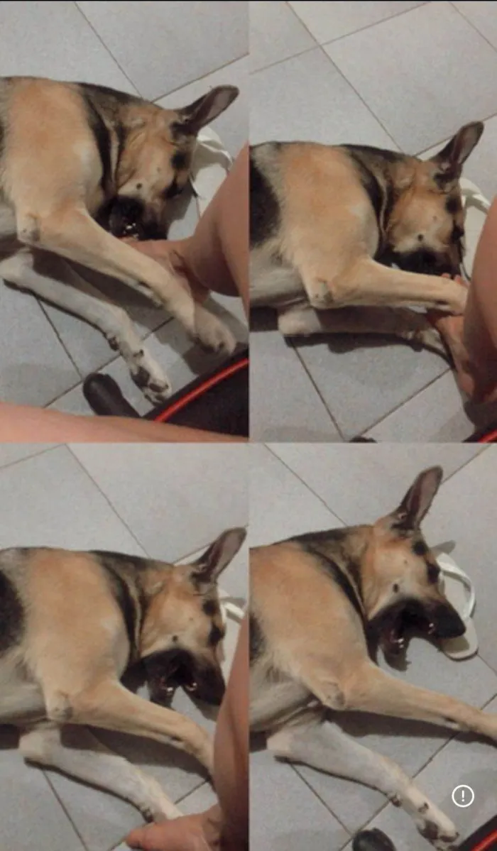 Cachorro ra a SRD-ViraLata idade 6 ou mais anos nome Supino