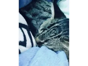 Gato raça Exótico idade 7 a 11 meses nome Flocos