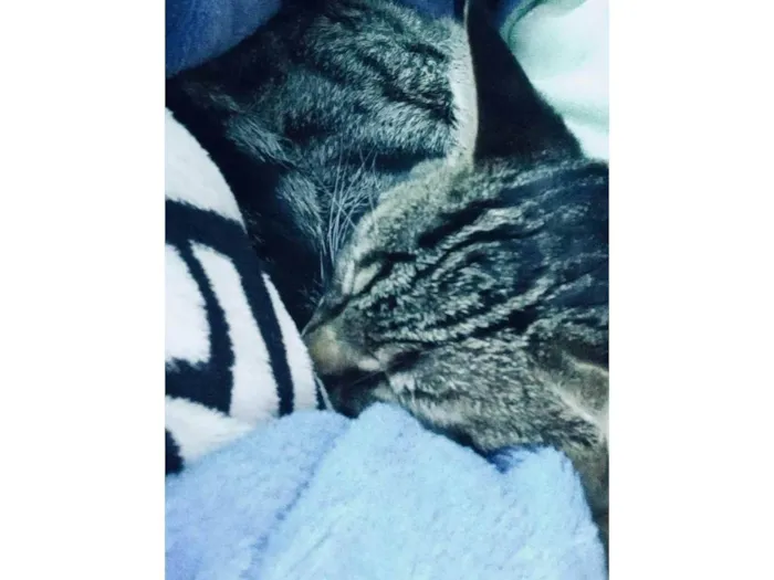 Gato ra a Exótico idade 7 a 11 meses nome Flocos