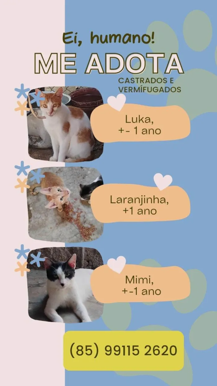 Gato ra a SRD-ViraLata idade 2 a 6 meses nome Bebê 