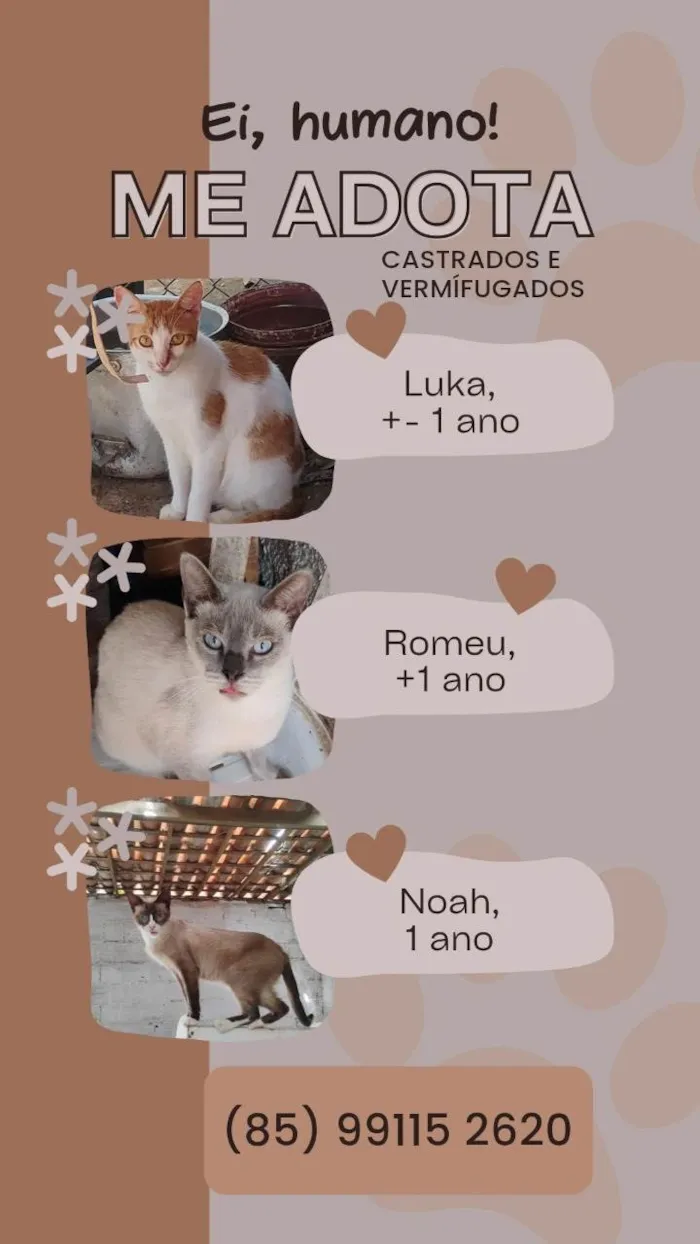 Gato ra a SRD-ViraLata idade 2 a 6 meses nome Bebê 