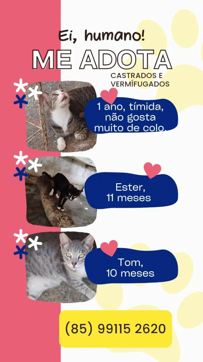 Gato ra a SRD-ViraLata idade 2 a 6 meses nome Bebê 