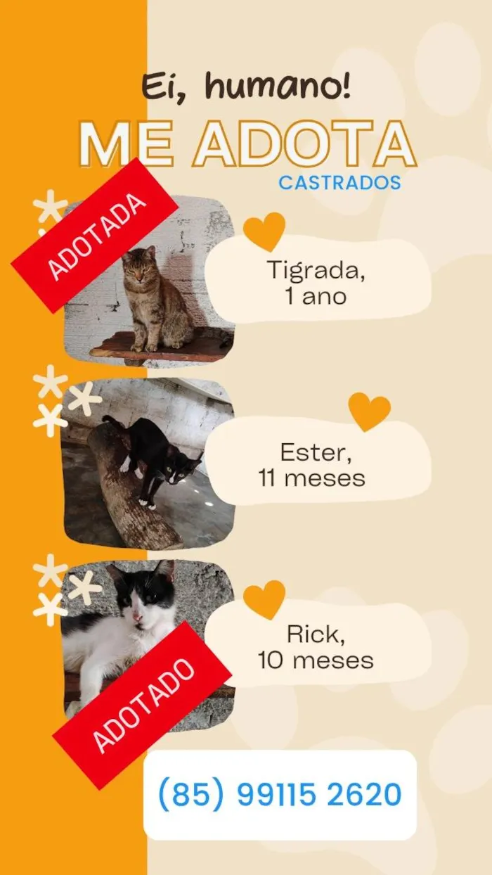 Gato ra a SRD-ViraLata idade 2 a 6 meses nome Bebê 