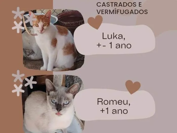 Gato ra a SRD-ViraLata idade 2 a 6 meses nome Bebê 