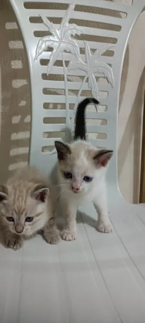 Gato raça SRD-ViraLata idade Abaixo de 2 meses nome Não tem nome 